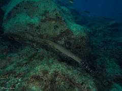Aulostomus strigosus