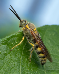 Radumeris tasmaniensis