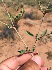 Boerhavia torreyana
