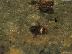 Copelatus
