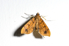 Anarmodia