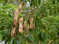 Dalbergia lanceolaria
