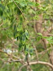 Dalbergia lanceolaria