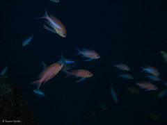Anthias anthias