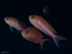 Anthias anthias