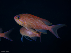 Anthias anthias
