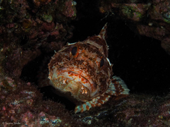 Scorpaena canariensis