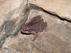 Rhinella