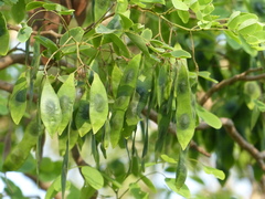 Dalbergia lanceolaria