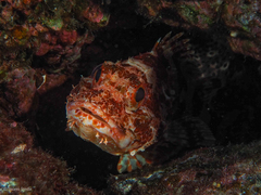 Scorpaena canariensis