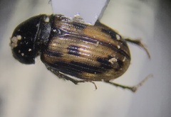 Chilothorax