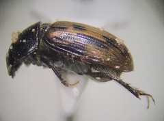 Chilothorax