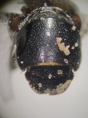 Chilothorax