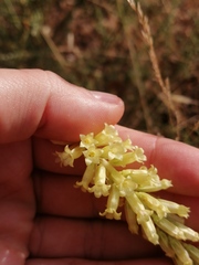 Umbilicus heylandianus