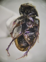 Chilothorax