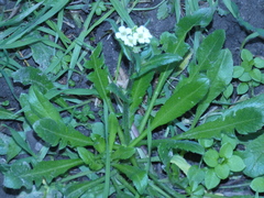 Capsella