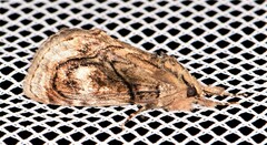 Zalissa catocalina