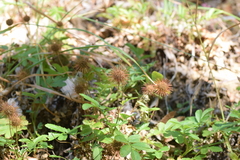 Acaena ovalifolia