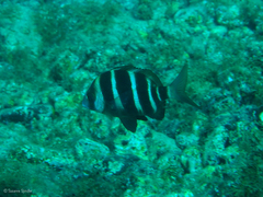 Diplodus cervinus
