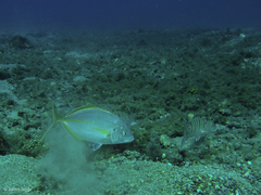 Pseudocaranx dentex