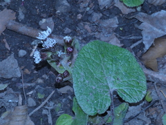 Petasites pyrenaicus