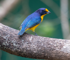Euphonia violacea