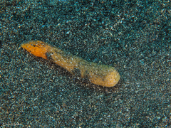 Veretillum