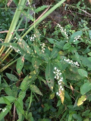 Persicaria robustior