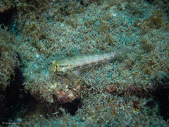 Gnatholepis thompsoni