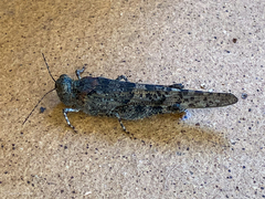 Sphingonotus pachecoi