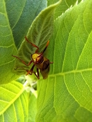 Polistes major