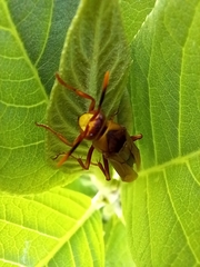 Polistes major