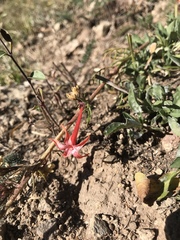 Ipomopsis aggregata aggregata