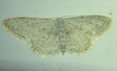 Idaea minuscularia