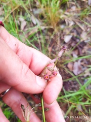 Tulbaghia acutiloba