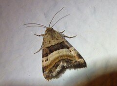 Pseudozarba bipartita