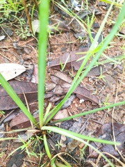 Tulbaghia acutiloba