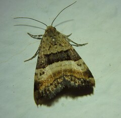 Pseudozarba bipartita