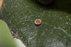 Dryocosmus minusculus