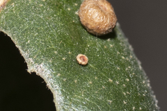 Dryocosmus minusculus