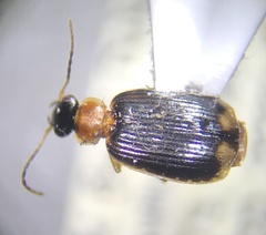 Lebia