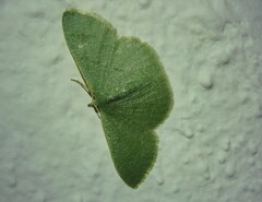 Phaiogramma faustinata