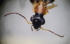 Lebia