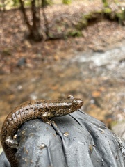 Desmognathus amphileucus