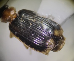 Lebia