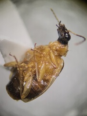 Lebia