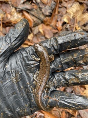 Desmognathus amphileucus