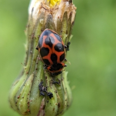 Naemia seriata