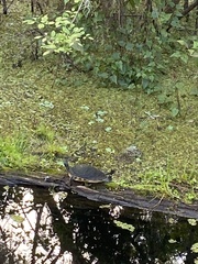 Pseudemys peninsularis