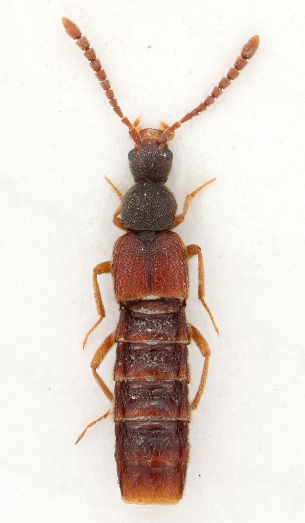 Rove beetle